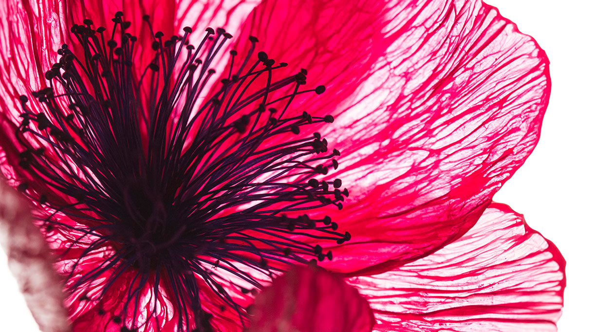 william amor - créateur upcycleur de fleurs artificielles - atelier créations messagères - Artiste plasticien - plastique recyclé - Fleur de clématite - savoir-faire français - Singulières - Magazine digital des talents Français
